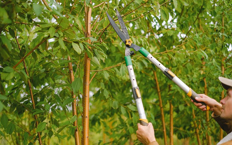 Tree trimming in Minden, WV