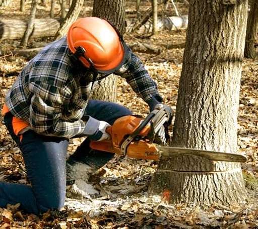 Tree Removal in Minden, WV